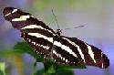 Zebra Long Wings