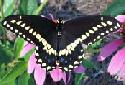 Black Swallowtail