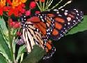 Monarch Butterfly