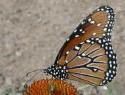 Queen Butterfly