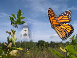 The butterfly is the spirit of transformation.