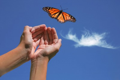 Monarch butterfly release on a sunny day!
