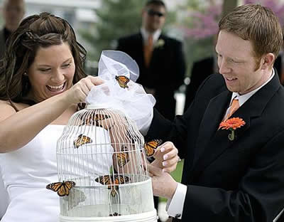 butterfly wedding photo shoot iowa